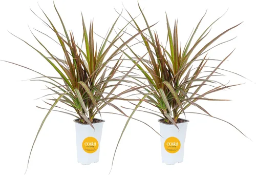 Costa Farms Dracaena - Planta viva para interiores y exteriores en maceta de cultivo, planta de interior de follaje verde tropical de fácil cuidado