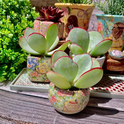 Miniatura 10 de xPachyveria Elaine - Kit de suculentas – con maceta de plástico, planta viva en racimo de 2 pulgadas, suelo comprimido y guía, para escritorio