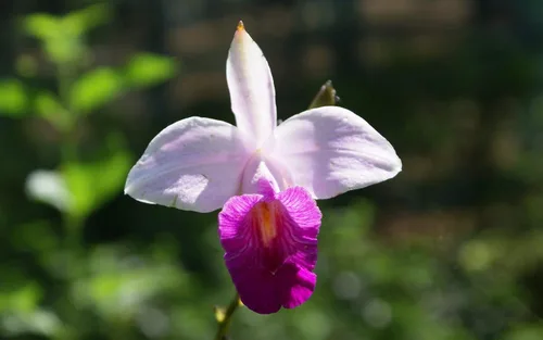 Miniatura 3 de Planta de orquídea tropical hawaiana de bambú, 2 bulbos enraizados (paquete de 5) Grow Hawaii