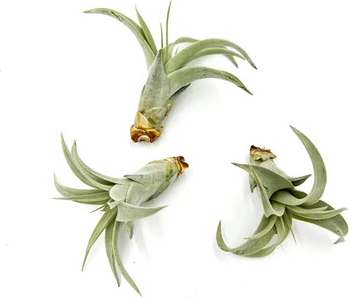 Miniatura 13 de ragnaroc Air Plants - Tillandsia Xerographica Pups, grandes 4-6 pulgadas, 2 unidades, llegada en vivo garantizada, plantas