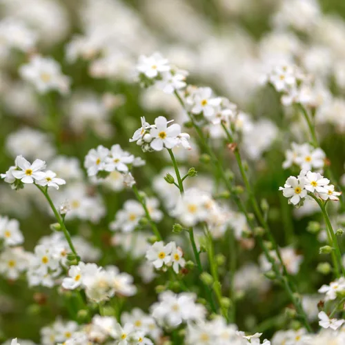 Miniatura 7 de Outsidepride White Forget Me Not Seeds - 5000 semillas de flores perennes de bajo crecimiento, auto-siembra para plantar flores blancas densas