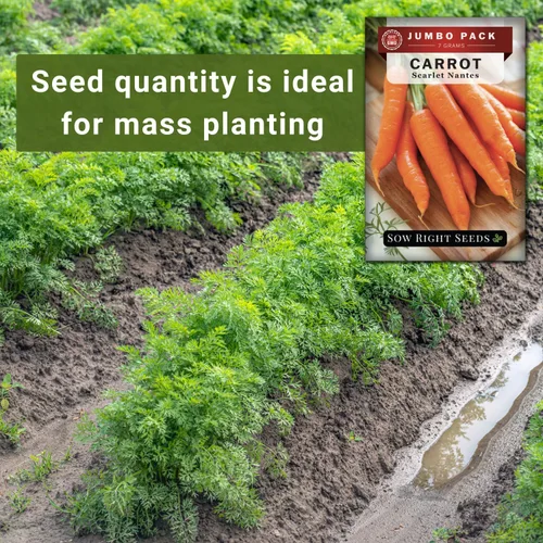 Miniatura 4 de Sow Right Seeds - Semillas de zanahoria Scarlet Nantes a granel para plantar - 0.25 oz, 5000 semillas - Paquete jumbo de reliquia sin OMG