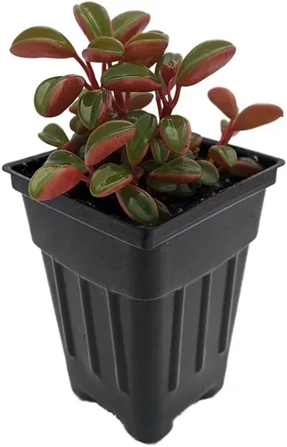 Miniatura 3 de Ruby Glow Peperomia Plant - Peperomia graveolens - Maceta de 2.5 pulgadas - Fácil de cultivar!