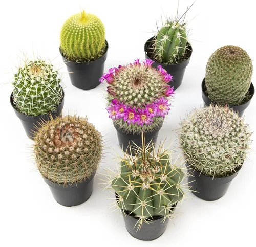 Miniatura 3 de Altman Plants, Surtido de plantas de cactus vivas (8 unidades), plantas suculentas vivas en mezcla de tierra de cactus, plantas de cactus vivas