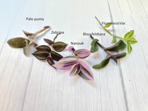 Miniatura 2 de Sin esquejes de plantas de raíz de USKC (5 tipos diferentes de esquejes de hojas de judío errante #C)