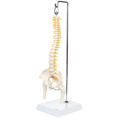 Miniatura 9 de Axis Scientific mini modelo de anatomía de columna vertebral, incluye nervios y viene con soporte resistente.