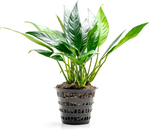 Miniatura 11 de SubstrateSource Plantas vivas – Anubias Hastifolia (Anubias hastifolia) – Luz baja a moderada, hojas en forma de flecha de color verde medio a