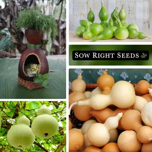 Miniatura 4 de Sow Right Seeds - Semilla de calabaza en botella para plantar - Paquete de reliquia sin OMG con instrucciones para plantar y cultivar un huerto