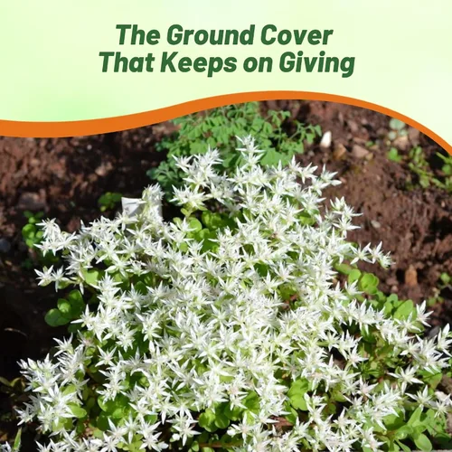 Miniatura 6 de Outsidepride Oktoberfest Semillas Sedum - 1000 semillas perennes de cobertura del suelo para plantar, plantas suculentas resistentes al frío
