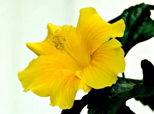 Miniatura 4 de SeedsTop - 45 semillas de hibisco amarillo flor perenne reliquia rara flor exótica planta de árbol Perennial, Heirloom, Rare Flower, Exotic Tree