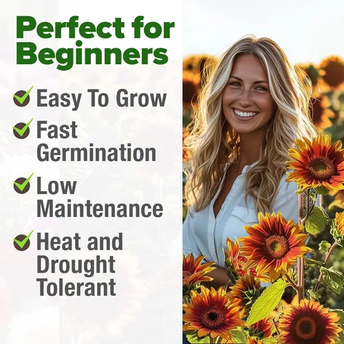 Miniatura 8 de HOME GROWN Autumn Beauty Semillas de girasol para plantar 40 semillas de girasol tradicionales sin OMG para plantar flores para apoyo