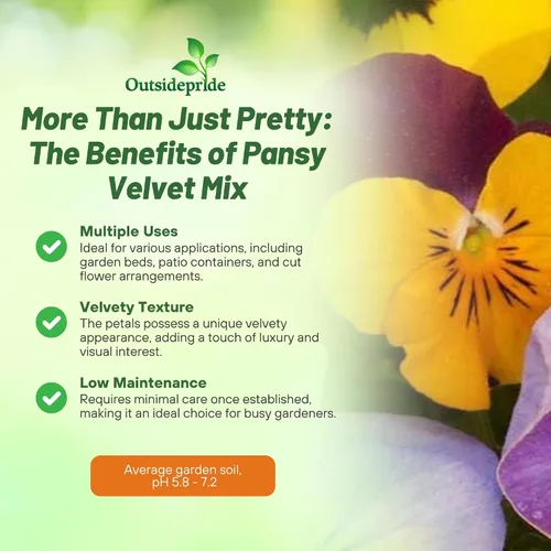 Miniatura 3 de Outsidepride Velvet Mix Viola - Semillas de pensamiento para plantar, 1000 unidades. Flores bienales, resistentes al frío y aptas para polinizadores