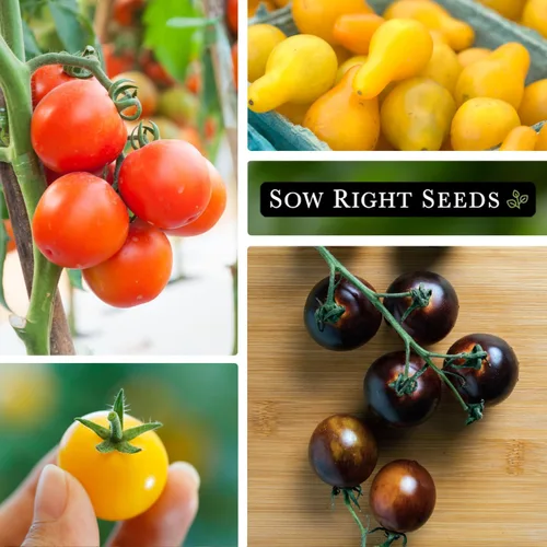 Miniatura 3 de Sow Right Seeds - Colección de semillas de tomate cherry para plantar - Tomates cherry negros, rojos grandes, blancos, naranjas, cherry bicolor