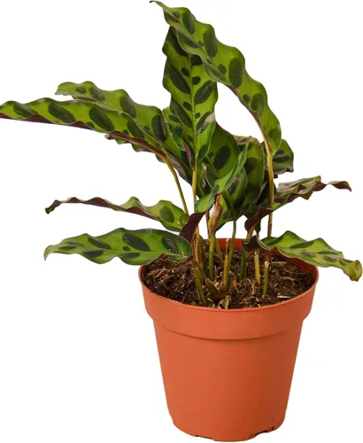Miniatura 14 de Planta de serpiente Laurentii Sansevieria Trifasciata Planta viva para interior Diferentes plantas de interior en maceta de 4 y 6 pulgadas