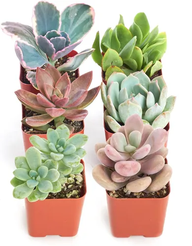 Miniatura 10 de 4 plantitas, de Shop Succulents, colección variada, tonos pastel