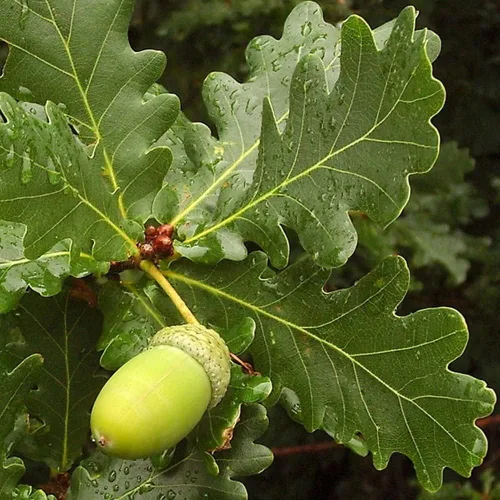 Miniatura 2 de Semillas de roble inglés, en familia de roble blanco T82.5, Bellotas de roble Quercus Robur de Georgia del Norte (10)