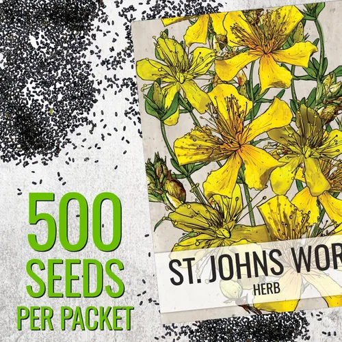 Miniatura 3 de Seed Needs Semillas de hierba de St. Johns para plantar, semillas de hierbas medicinales sin OMG y sin tratar para plantar un jardín cultivado