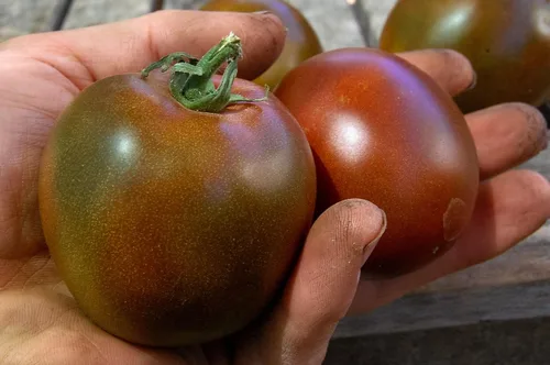 Miniatura 4 de Semillas Tomate Príncipe Negro Gigante Heirloom Vegetal Sin OMG