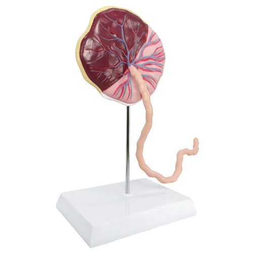 Miniatura 2 de Modelo anatómico del cordón umbilical de placenta, modelo de placenta del cordón umbilical de tamaño real con venas, estructura de tejido