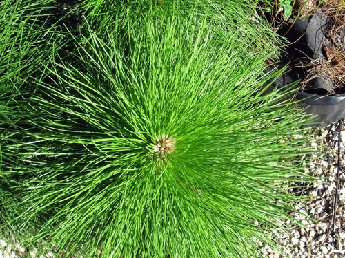 Miniatura 6 de Slash Pine Tree Semillas Premium Pinus elliottii Plants' (Premium Seeds, 20)