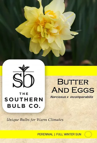 Miniatura 5 de Mantequilla y huevos de narciso/10 bulbos de narciso frescos saludables que producen flores amarillas dobles tradicionales en marzo por The Southern