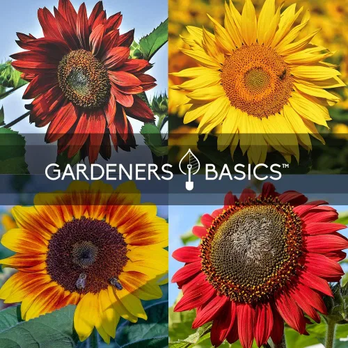 Miniatura 7 de Gardeners Basics Semillas de girasol para plantar flores, terciopelo Queen, rascacielos, reina limón, gigante, belleza otoñal, cereza de chocolate