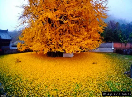 10 plántulas de Ginkgo Biloba Plantas 1 año Árbol más antiguo del mundo. Hoja dividida. Raíces envueltas