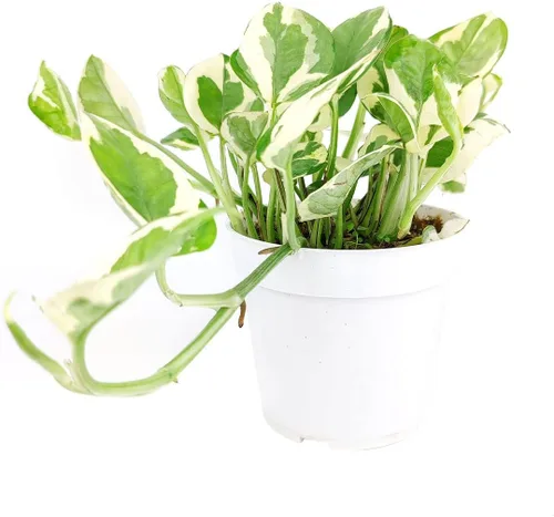 Miniatura 3 de Aloe Vera (9-13 pulgadas de alto en maceta de cultivo de 4 pulgadas) – Planta de interior purificadora de aire y viva saludable – Planta
