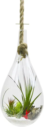 Miniatura 4 de WGV - Maceta colgante terrario, ancho de 6 pulgadas, altura de 11 pulgadas, suculentas de vidrio transparente para suculentas, contenedor floral