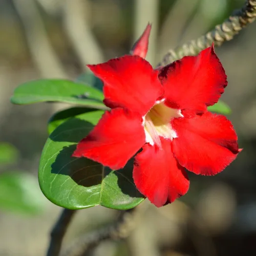 Miniatura 3 de Planta de rosa del desierto Adenium, rosa del desierto para principiantes para plantar en interiores y exteriores, 10-15 cm, plántula suculenta