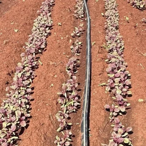Miniatura 5 de Red Amaranth Lal Tuktuki Seeds - Bangladeshi Lal Shak Amaranthus Tricolor Vegetal de hoja roja de rápido crecimiento Microverdes y semillas