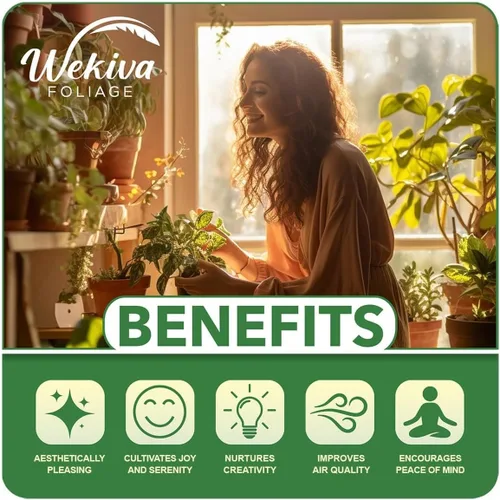 Miniatura 3 de Midas Touch Rose Bush - 4 plantas de inicio vivas, rosa herencia bellamente fragante de Florida, una belleza versátil con una rica fragancia