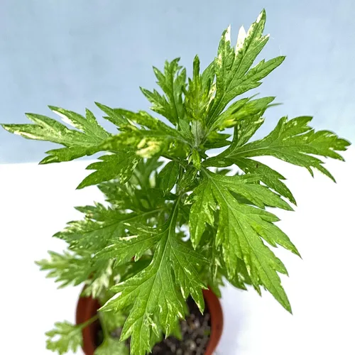 Miniatura 2 de Pilestone Artemisia vulgaris orgánica, planta viva en maceta de 4 pulgadas