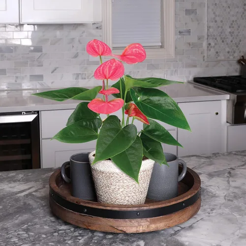 Miniatura 3 de Green Circle Growers - Anthurium rosa de 5 pulgadas en maceta de yute crema, plantas de interior vivas, planta