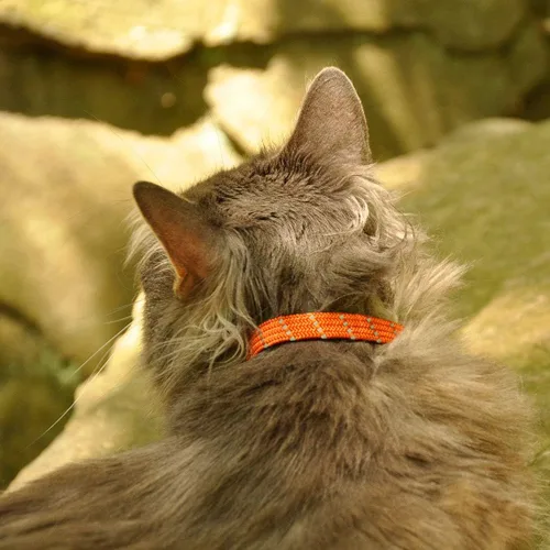 Miniatura 2 de Collar para mascotas ElastaCat., Adjustable, Negro