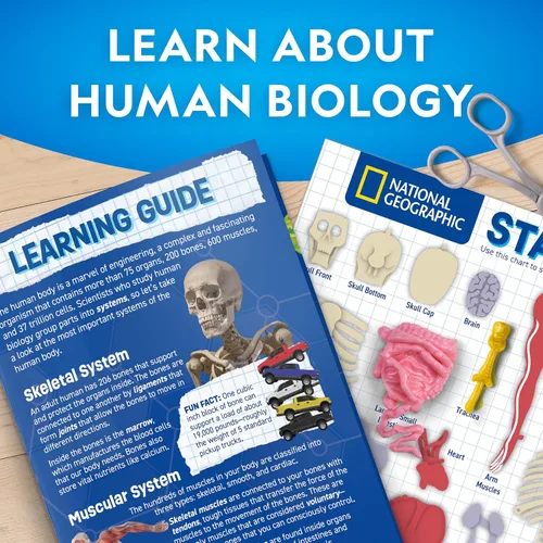 Miniatura 6 de Modelo del Cuerpo Humano de National Geographic para Niños que Brilla en la Oscuridad - Modelo de Anatomía Interactivo de 32 Piezas con Huesos