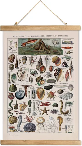 Miniatura 40 de XIAOAIKA Póster Educativo de Vida Silvestre de Seto Británico - Cuadro Ilustrado de la Naturaleza con Marco de Madera - Arte de Pared de Animales