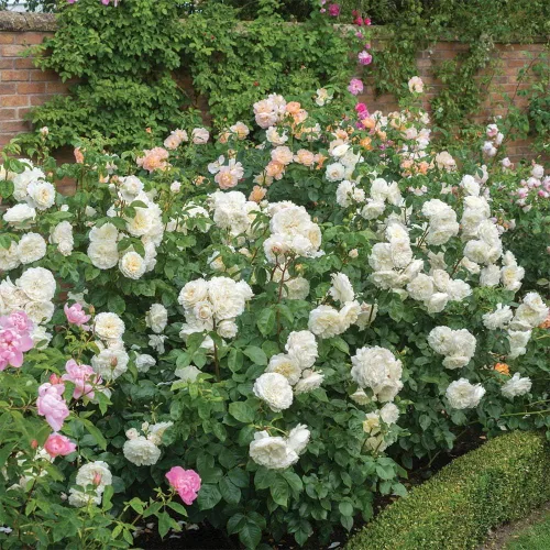Miniatura 3 de Heirloom Roses David Austin Rose Plant - Arbusto de rosa blanco Tranquillity®, planta viva para plantar al aire libre