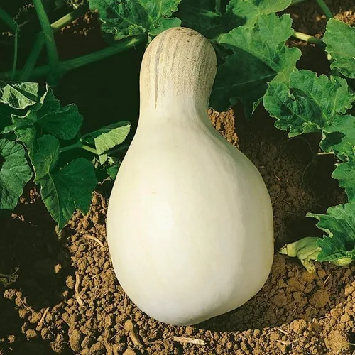Cushaw Semillas de calabaza blanca – 1 onza ~ 175 semillas – Sin OMG, reliquia – Huerto – Cucurbita mixta