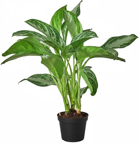 Miniatura 22 de Árbol de dinero trenzado de tocón de Pachira (4 pulgadas), plantas de interior de la suerte, plantas de interior decorativas únicas de 4/6 pulgadas