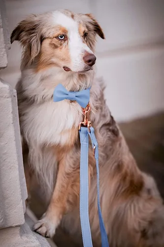 Miniatura 9 de Collar de cuero suave para perro, ajustable, lindo collar de pajarita [fácil de limpiar] con elegante hebilla de metal resistente de oro rosa