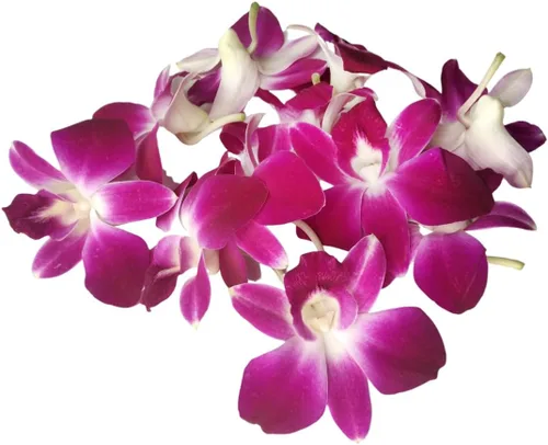 Miniatura 2 de Miami Fresh Orchid Flower OrchidClub USA Sunne Tropical Loose Bloom DIY Lei Food Drink Decoración (50 morado)