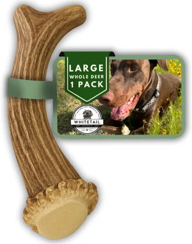 Miniatura 14 de Whitetail Naturals - Paquete de 3 masticables medianos para perros con cuernos de ciervo - Cuernos para perros medianos - Huesos de perro