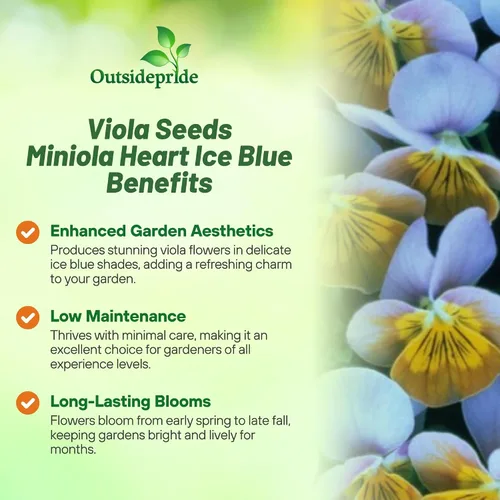 Miniatura 3 de Outsidepride Miniola Heart - Semillas de flores de viola azul hielo para plantar, 50 piezas anuales, compactas y aptas para polinizadores con flores