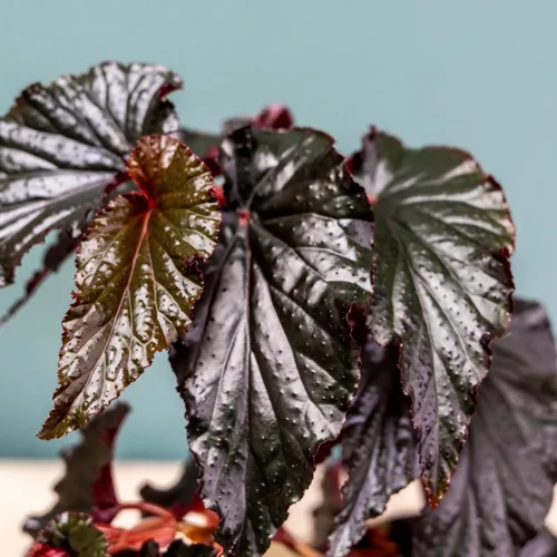 Miniatura 7 de Juego de 2 plantas vivas de begonia, plantas raras de begonia para colgar, canasta colgante ornamental de 5"-9" de alto (Ala de Ángel Negro)