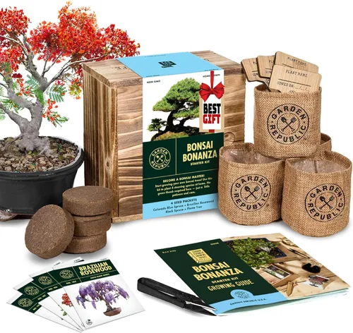 Kit de principiantes de semillas de árbol Bonsai, Mini juego de cultivo de plantas Bonsai, 4 tipos de semillas, macetas, tijeras de podar,