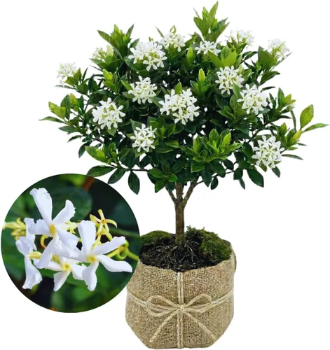 Miniatura 7 de 2 plantas de jazmín vivas, planta de flores de jazmín trepadoras, zona 4 a 11, 5 a 7 pulgadas de altura (blanco doble)