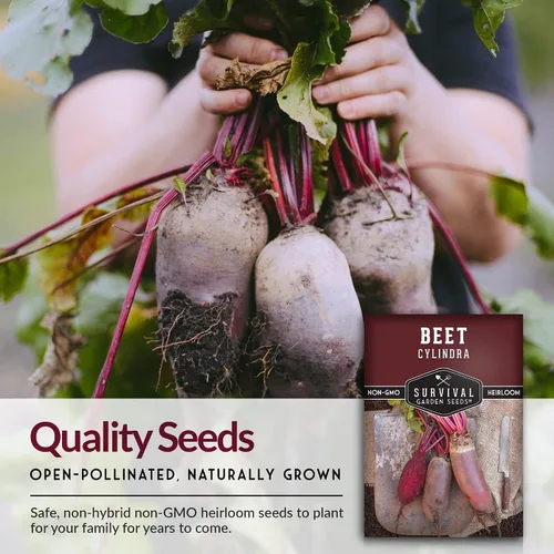 Miniatura 5 de Survival Garden Seeds - Semilla de remolacha Cylindra para plantar - Paquete con instrucciones para cultivar remolacha roja oscura en el huerto