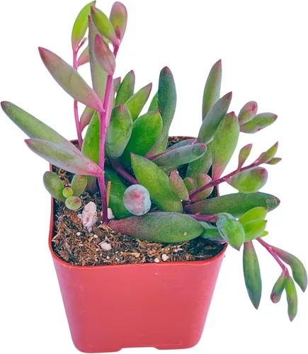Miniatura 6 de Suculentas plantas vivas de 2 pulgadas, Planta rosario variegada, minisuculentas, plantas de interior de fácil cuidado enraizadas en mezcla