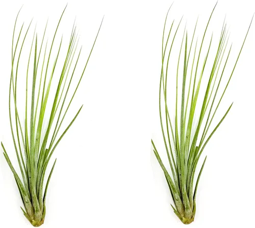 Miniatura 74 de ragnaroc Planta de Aire Viva – Tillandsia Capiput, Jumbo 6-9” - 2 unidades - Llegada Viva Garantizada - Plantas de Casa para Decoración del Hogar